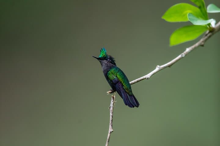 Guided Birdwatching at Castries Waterworks Forest Reserve, St Lucia photo 4