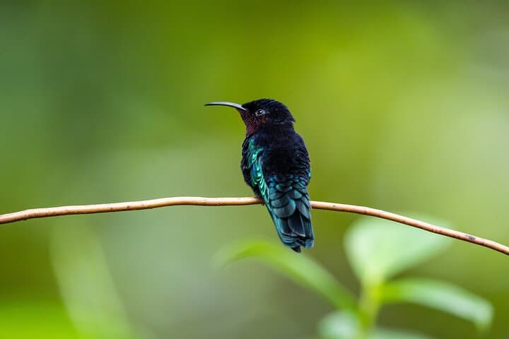 Guided Birdwatching at Castries Waterworks Forest Reserve, St Lucia photo 5