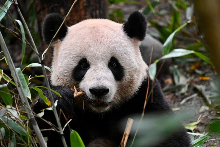 Chengdu Panda Base & Leshan Giant Buddha Day Trip — Panda Viewing and Ancient Cliff Carving