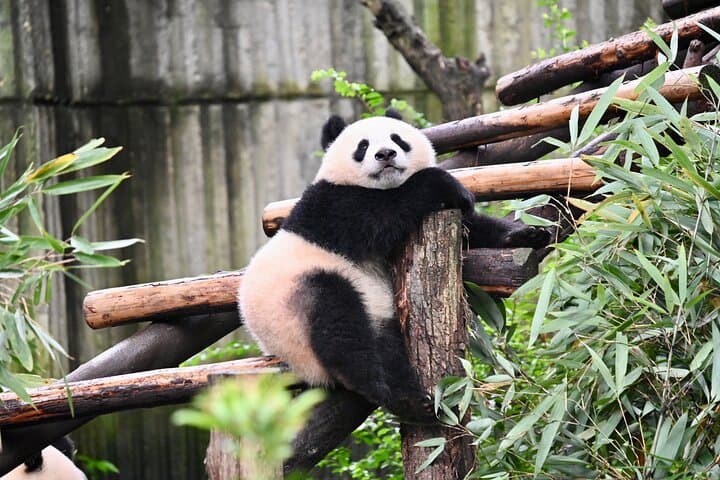 Chengdu Panda Base & Leshan Giant Buddha Day Trip — Panda Viewing and Ancient Cliff Carving photo 2