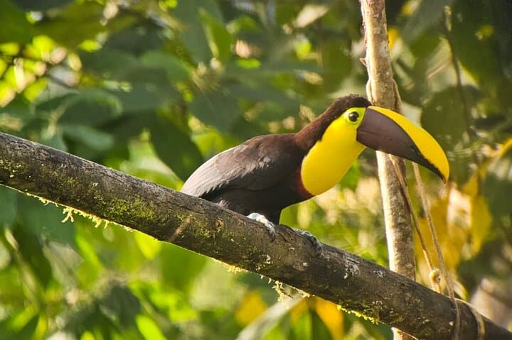 Mindo Cloud Forest Adventure — Birds, Waterfalls & Chocolate Tours Near Quito photo 2