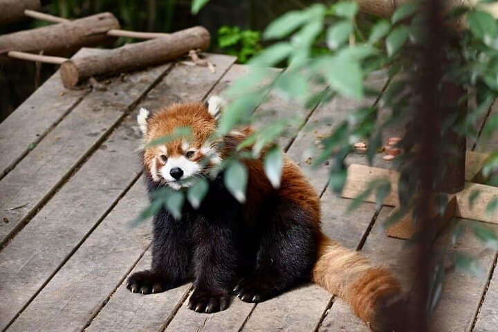 Chengdu Panda Base & Leshan Giant Buddha Day Trip — Panda Viewing and Ancient Cliff Carving photo 5