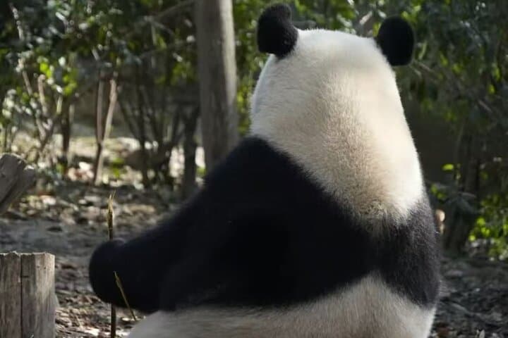 Chengdu Panda Base & Leshan Giant Buddha Day Trip — Panda Viewing and Ancient Cliff Carving photo 6