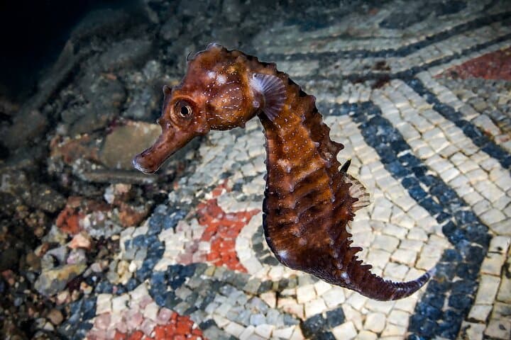 Double Dive at Baia Submerged Archaeological Park — Scuba Tour from Naples