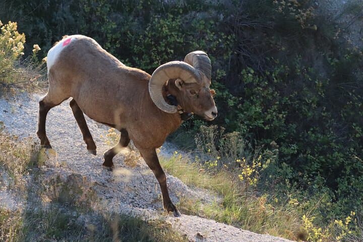 Exploring the Black Hills: A Guided Nature Tour with Wildlife and Scenic Drives