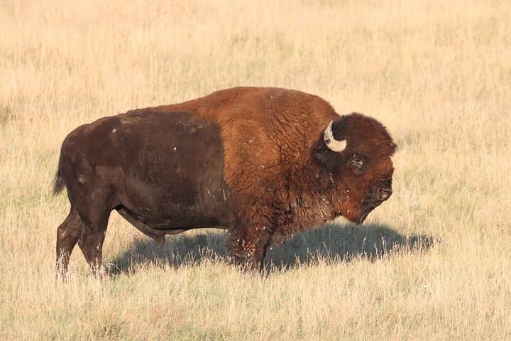 Exploring the Black Hills: A Guided Nature Tour with Wildlife and Scenic Drives photo 2