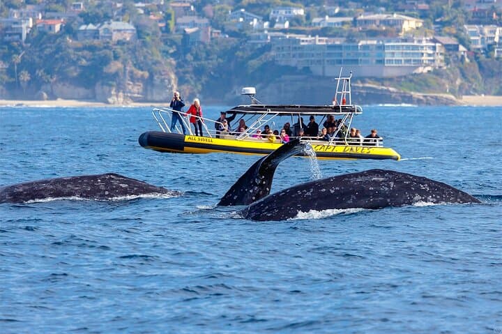High-Speed Zodiac Whale Watching Adventure in Dana Point: Experience Southern California’s Marine Giants