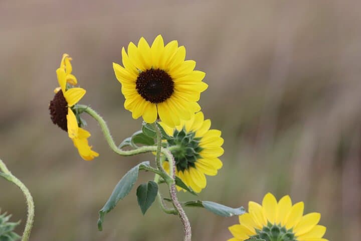 Exploring the Black Hills: A Guided Nature Tour with Wildlife and Scenic Drives photo 4