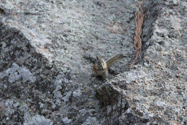 Exploring the Black Hills: A Guided Nature Tour with Wildlife and Scenic Drives photo 5