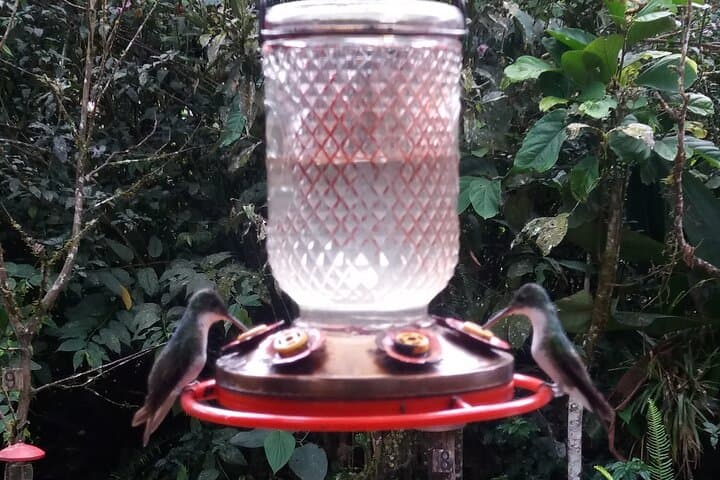 Mindo & Mitad del Mundo Full-Day: Cloudforest Waterfalls, Hummingbirds & Equator Line