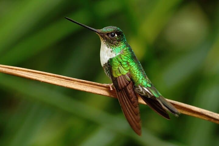Mindo & Mitad del Mundo Full-Day: Cloudforest Waterfalls, Hummingbirds & Equator Line photo 2