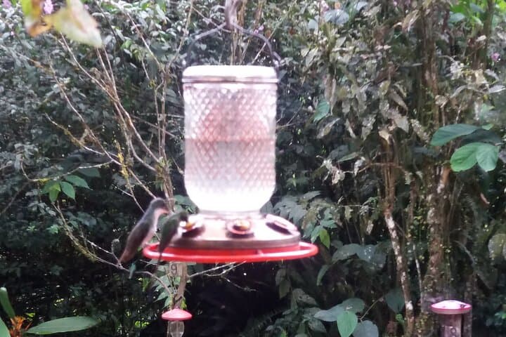 Mindo & Mitad del Mundo Full-Day: Cloudforest Waterfalls, Hummingbirds & Equator Line photo 4