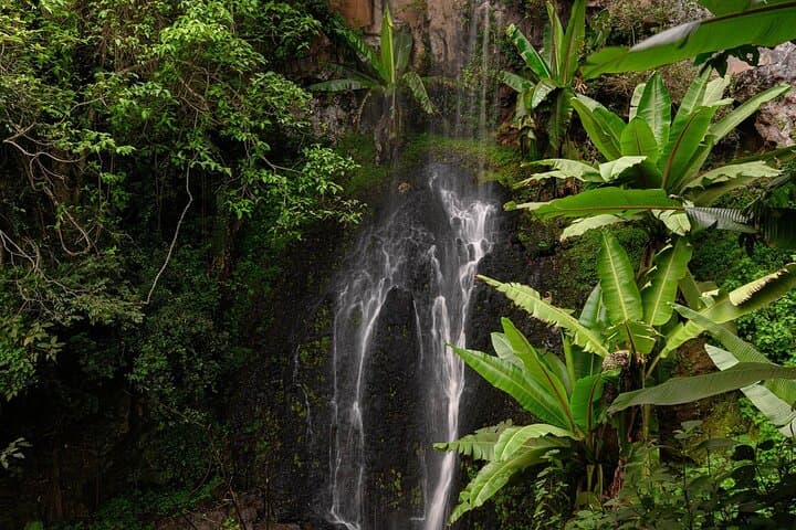 Endoro Falls and Forest Trail — Karatu’s Waterfall Hike and Cultural Coffee Visit photo 4