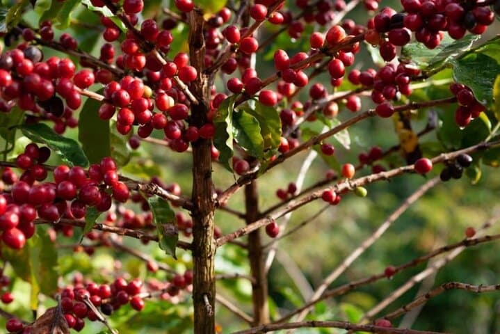 Fairview Estate Coffee Tour: Sustainable Coffee Tasting Near Nairobi photo 1