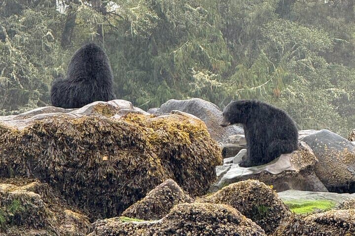 Keogh River Bear Kayaking — Paddle with Black Bears on Vancouver Island