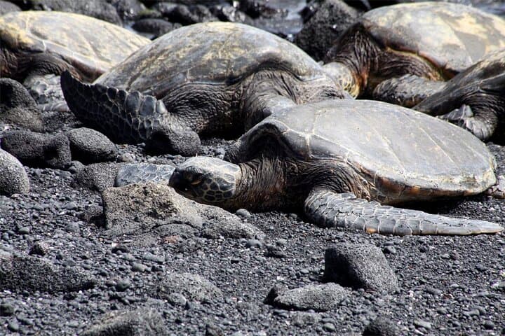 Private Hilo & Volcanoes Tour: Rainbow Falls, Lava Tube & Punaluʻu photo 5