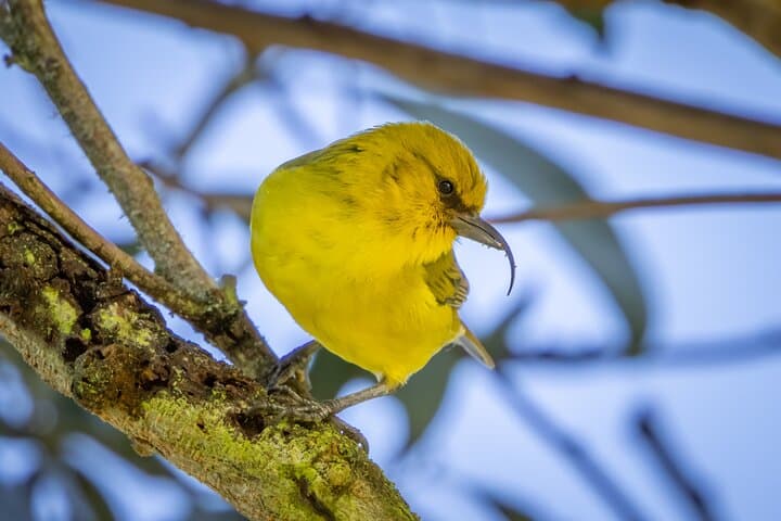Big Island Birdwatching Tour — Spot Hawaii's Endemic Honeycreepers photo 3
