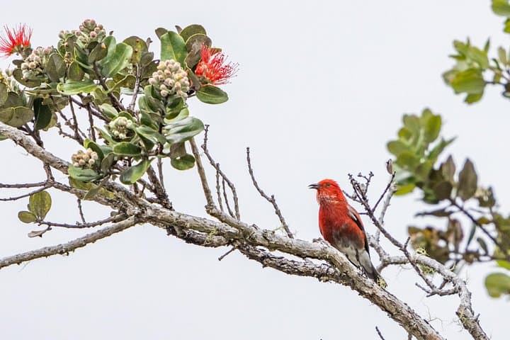 Big Island Birdwatching Tour — Spot Hawaii's Endemic Honeycreepers photo 2