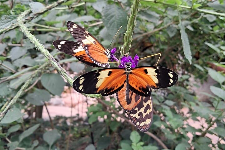 Mindo Cloud Forest Day Trip: Hummingbirds, Waterfalls & Chocolate Tasting photo 3