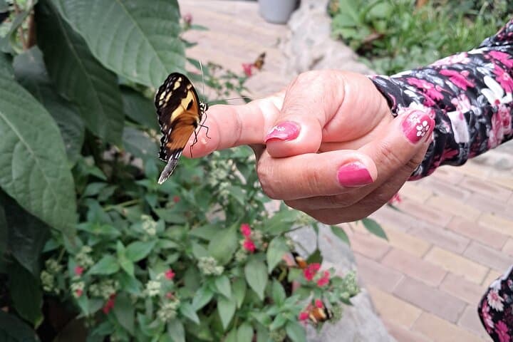 Mindo Cloud Forest Day Trip: Hummingbirds, Waterfalls & Chocolate Tasting photo 4