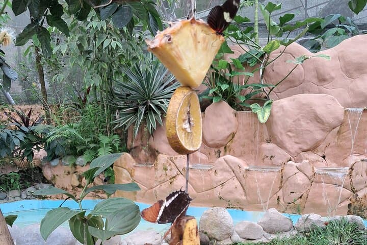 Mindo Cloud Forest Day Trip: Hummingbirds, Waterfalls & Chocolate Tasting photo 6
