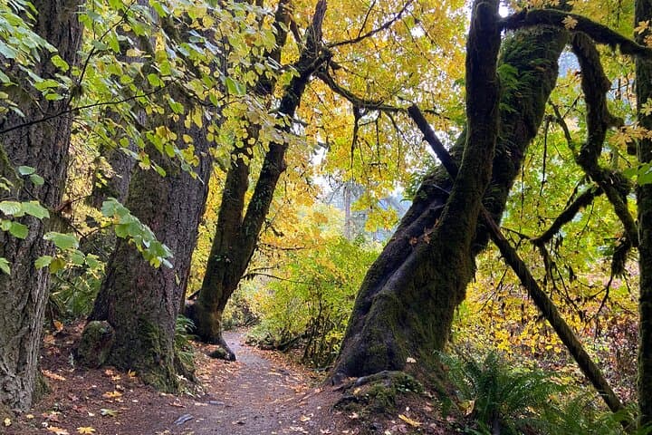 Hike the Trail of Ten Falls: Silver Falls Waterfall Hiking Tour from Portland photo 3