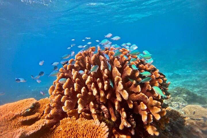 Great Barrier Reef Small-Group Snorkelling Adventure from Cairns photo 2