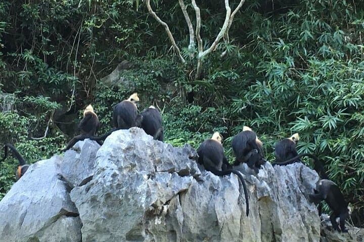 Lan Ha & Ha Long Full-Day Boat Trip to Monkey Island: Kayak, Swim, and Sunset photo 6