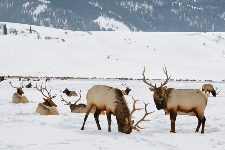4-Hour Winter Wildlife Safari in Grand Teton National Park: A Close Encounter with Wyoming’s Iconic Wildlife