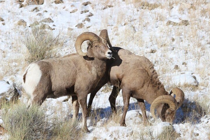 4-Hour Winter Wildlife Safari in Grand Teton National Park: A Close Encounter with Wyoming’s Iconic Wildlife photo 2