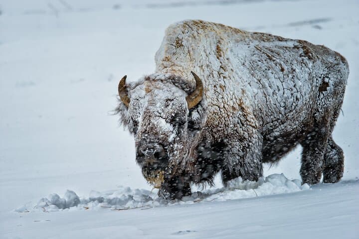 4-Hour Winter Wildlife Safari in Grand Teton National Park: A Close Encounter with Wyoming’s Iconic Wildlife photo 4