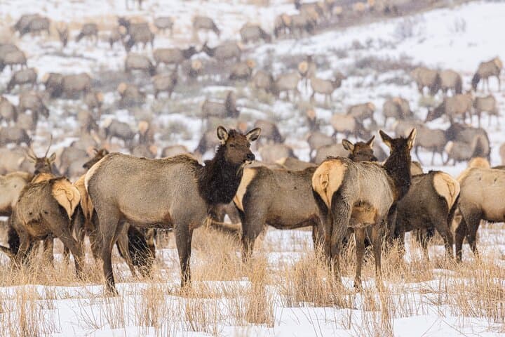 4-Hour Winter Wildlife Safari in Grand Teton National Park: A Close Encounter with Wyoming’s Iconic Wildlife photo 5