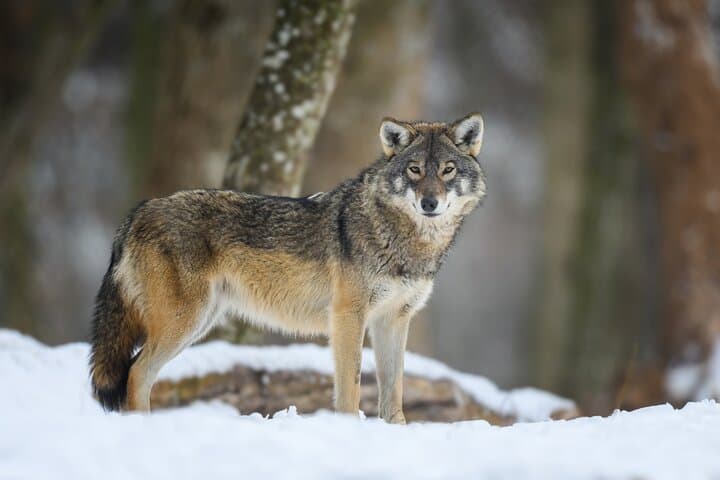 4-Hour Winter Wildlife Safari in Grand Teton National Park: A Close Encounter with Wyoming’s Iconic Wildlife photo 6