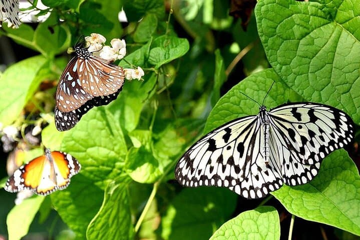 KL Butterfly Park Admission + Free Kuala Lumpur Landmarks City Tour