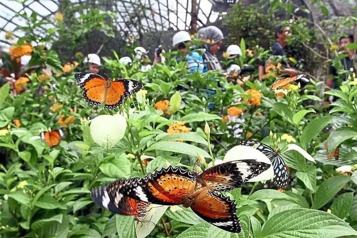 KL Butterfly Park Admission + Free Kuala Lumpur Landmarks City Tour photo 2