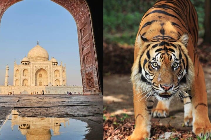 4-Day Golden Triangle & Ranthambore Tiger Safari from Delhi — Taj Mahal to Tigers