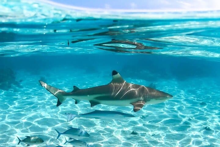 Moorea Lagoon Discovery: Half-Day Snorkel with Dolphins, Rays & Turtles photo 5