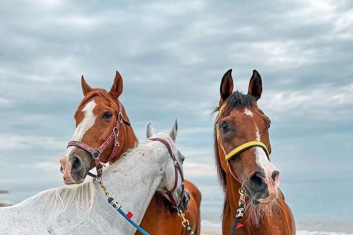 Ride and Swim with Horses in Hurghada: Beach, Desert & Red Sea Horseback Adventure photo 2