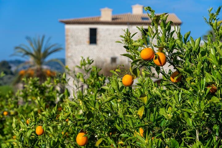 Sierra Tramuntana Day Trip: Sóller, Deià & Valldemossa by Vintage Train photo 2