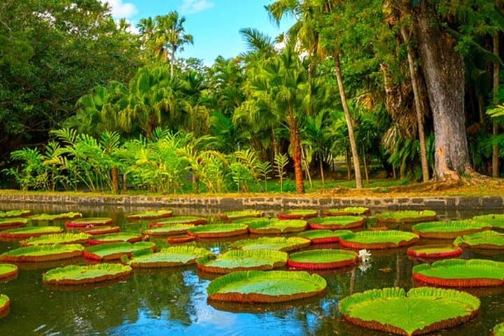 North Mauritius Adventure and Sightseeing Tour: Pamplemousses, Grand Baie and Cap Malheureux photo 2