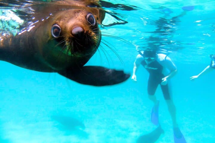 Garden Route Action Day: Zipline, Segway, Seal Swim & Robberg Abseil photo 1
