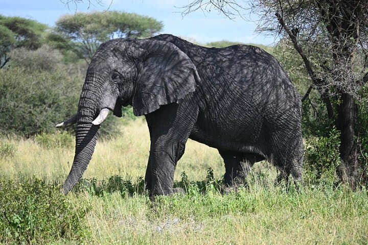 7-Day Big Five Safari in Tanzania: Private Camping Tour to Tarangire, Serengeti & Ngorongoro photo 3