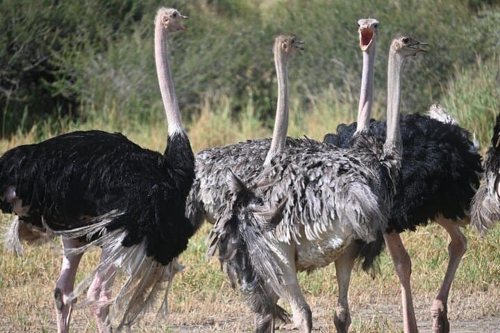 7-Day Big Five Safari in Tanzania: Private Camping Tour to Tarangire, Serengeti & Ngorongoro photo 4