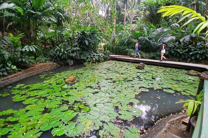 Garden of the Sleeping Giant & Tifajek Mud Baths — Nadi Day Tour photo 3