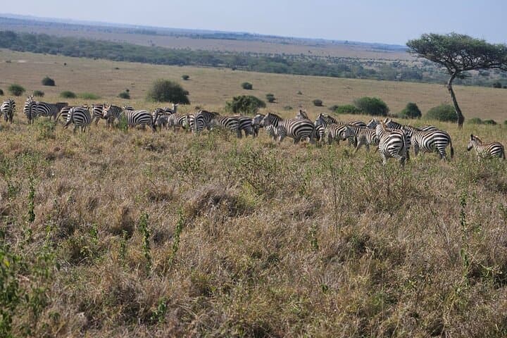 Explore Nairobi National Park: A Unique Urban Safari Experience photo 5