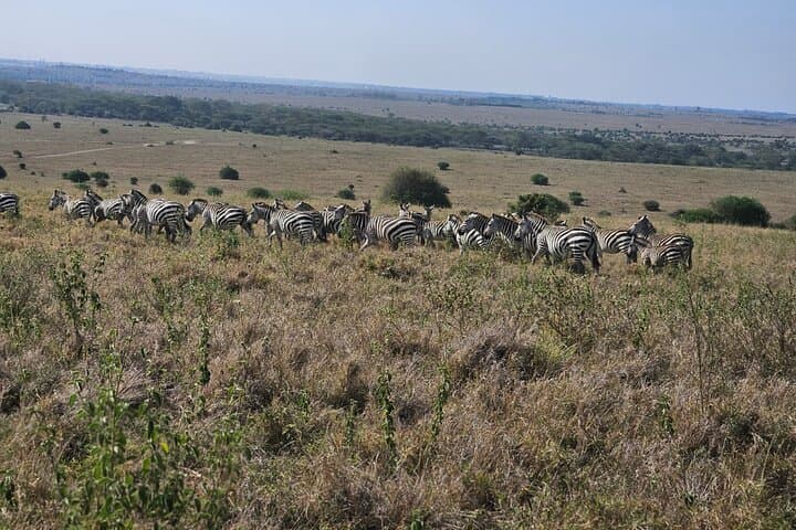 Explore Nairobi National Park: A Unique Urban Safari Experience photo 6