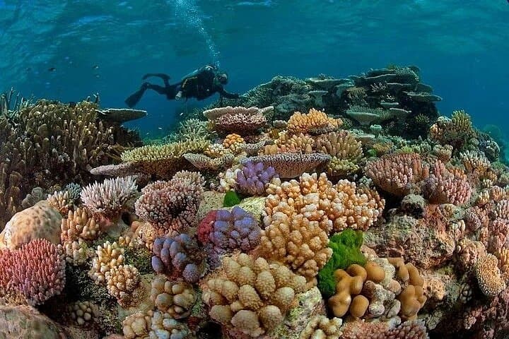 Hurghada Beginner Scuba Diving: Red Sea Boat Trip with Snorkeling & Lunch photo 6