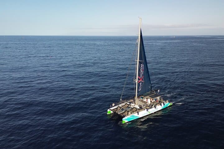 Eco Catamaran Whale and Dolphin Watching with Underwater Listening — Tenerife 3-Hour Tour photo 2