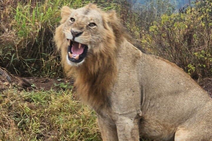 Explore Nairobi National Park and Giraffe Center: A Half Day Wildlife and Conservation Adventure photo 4