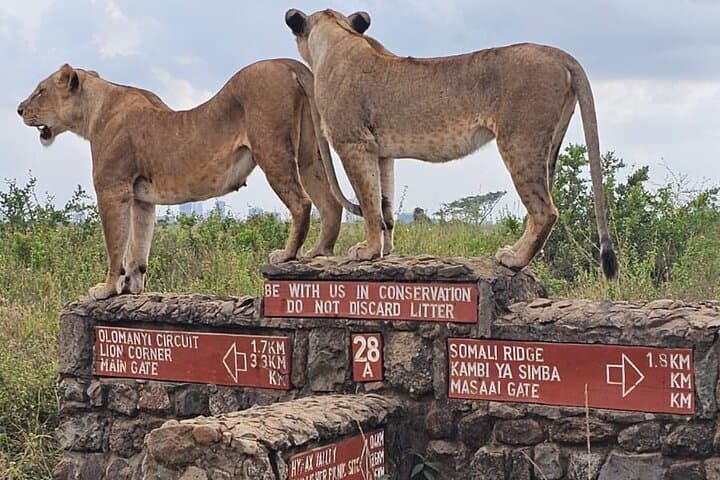 Explore Nairobi National Park and Giraffe Center: A Half Day Wildlife and Conservation Adventure photo 1